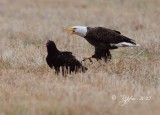 Bald Eagle Blackwater NWR