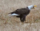 Bald Eagle Blackwater NWR