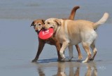 Lulu Striker Life on the beach OBX Nc.jpg