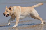 Striker Life on the beach OBX Nc.jpg