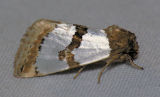 11199 Chrysella Flower - Schinia chrysella