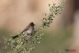 Bulbul golanera (Pycnonotus barbatus)