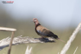 Tortora delle palme (Spilopelia senegalensis)