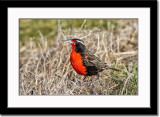 Long-Tailed Meadowlark