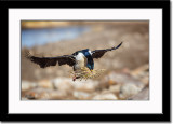 Carrying Nesting Material