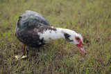 Muskovy Duck (IMG_0455p.jpg)