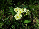 Primrose