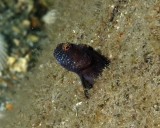Sailfin Blenny