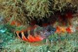 Saddle Blenny