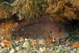Hairy Blenny