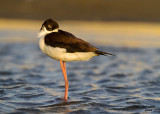 Black-necked Stilt. South Padre Island. TX