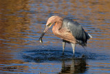 Reddish Egret. South Padre Island. TX59.jpg