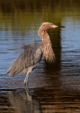 Reddish Egret. South Padre Island. TX
