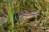 Alligator. South Padre IS, TX