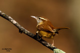 Carolina Wren. Chesapeake, OH