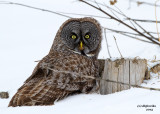 Great Grey Owl. Mauston, WI