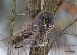 Great Grey Owl. Mauston, WI