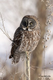 Great Grey Owl. Mauston, WI