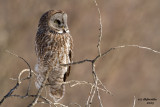 Great Grey Owl. Mauston, WI