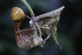 Orchidée (Coryanthes macrantha)