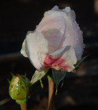 Pink Rose.