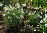 Snowdrops.