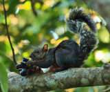Variegated Squirrel - Sciurus variegatoides