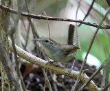 White-bellied Wren - Uropsila leucogastra