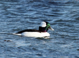 Bufflehead - Bucephala albeola