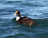 Common Eider - Somateria mollissima