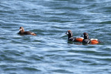 Harlequin Duck - Histrionicus histrionicus