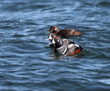 Harlequin Duck - Histrionicus histrionicus