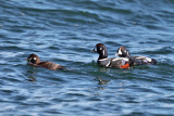Harlequin Duck - Histrionicus histrionicus