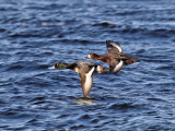 Greater Scaup - Aythya marila