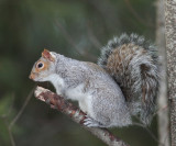 Eastern Gray Squirrel - Sciurus carolinensis
