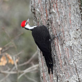 Pileated Woodpecker - Dryocopus pileatus