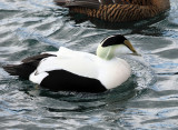 Common Eider - Somateria mollissima