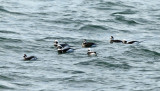 Long-tailed Duck - Clangula hyemalis