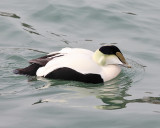 Common Eider - Somateria mollissima