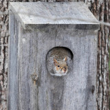 Eastern Gray Squirrel - Sciurus carolinensis