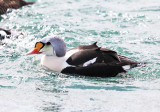 King Eider - Somateria spectabilis