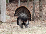 Wild Turkey - Meleagris gallopavo