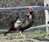 Wild Turkey - Meleagris gallopavo