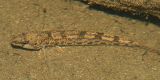 Johnny Darter - Etheostoma nigrum