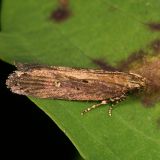 moth