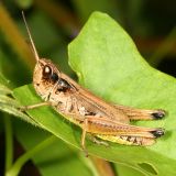 Marsh Meadow Grasshopper - Chorthippus curtipennis