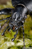 Insects Insetti