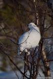 Willow Ptarmigan - Pernice bianca nordica - Moorschneehuhn - Lagopus lagopus