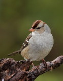 Bruant à couronne blanche