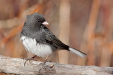 Junco ardoisé
